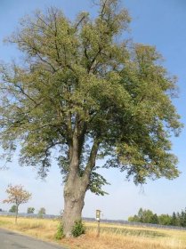 Lípa srdčitá - památný strom - Žamberk