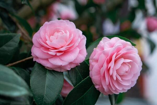 Kamélie, Růžový, Camelia, Bloom, Příroda