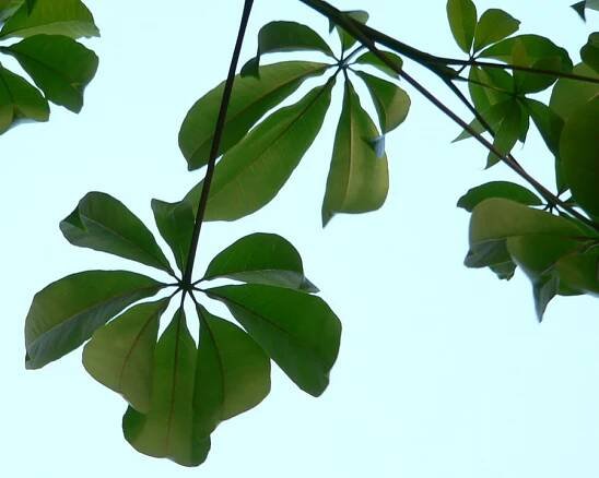 Soubor:Ceiba pentandra feuille.jpg