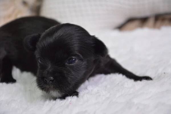 Eliot -Male Morkie