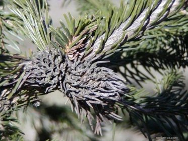 Smrk ztepilý - Picea abies, škůdci
