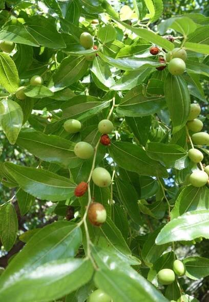 Ma Botanique: Jujubier commun, Guindanlier, Circoulier