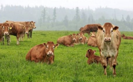 Zběsilý úprk. Na americké školáky v Tyrolsku zaútočilo stádo krav