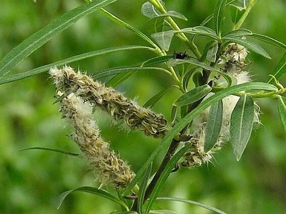 Salix viminalis