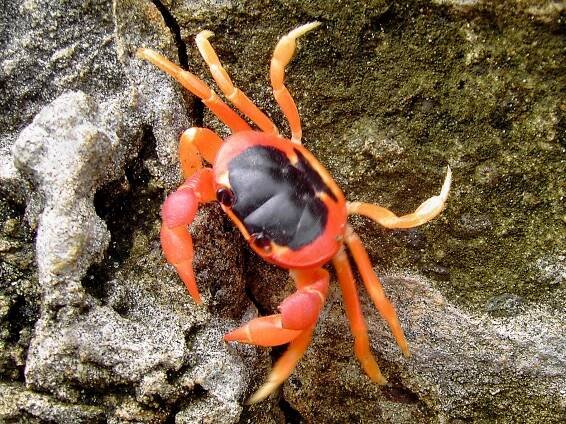 Gecarcinus lateralis