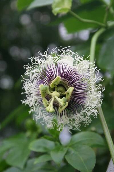 Botanická zahrada - Passiflora edulis