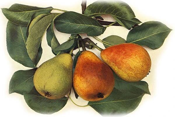 Pyrus communis ´Muškatelka Turecká´ - letní odrůda