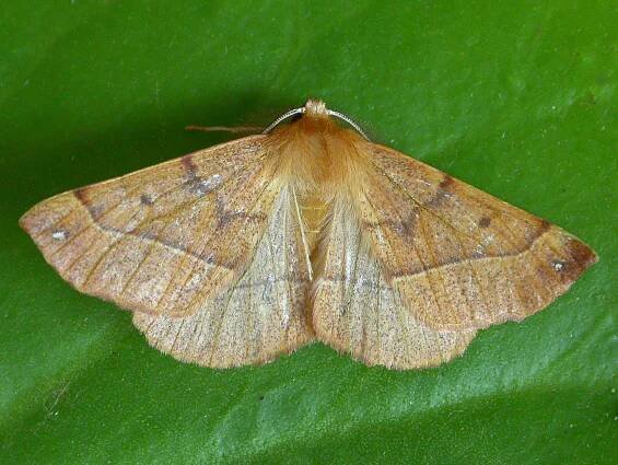 70.244 Feathered Thorn Colotois pennaria – Dumfries & Galloway Moths