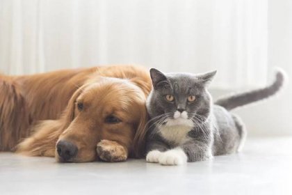Psi a kočky přitulit dohromady — Stock obrázek