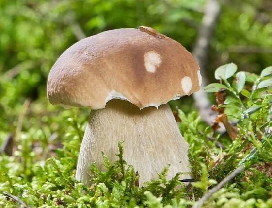 Hřib smrkový (Boletus edulis)