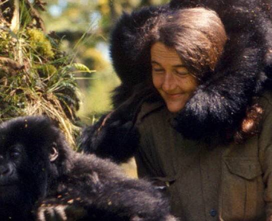 Dian Fossey - The Gorilla Organization