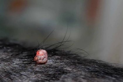 Psí plemeno kokršpaněl s infekcí virem papilloma — Stock obrázek