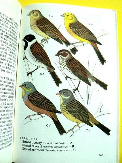 🐦 Naši pěvci Ptáci Brkoslav Konipas Brhlík Sýkora modřinka (1984) 🐦 | Aukro