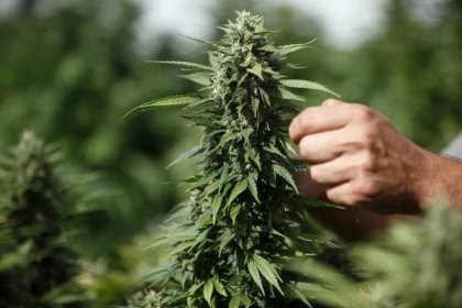 Poslanci schválili využití marihuany k léčebným účelům