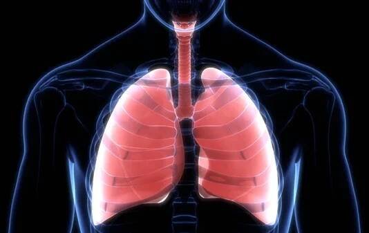 Human Respiratory System Lungs with Alveoli Anatomy. 3D — Stock obrázek