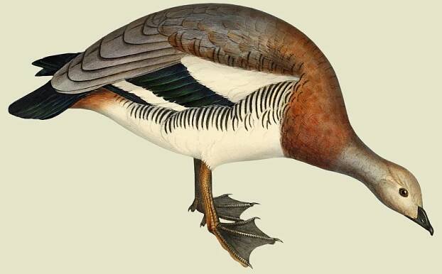 Magellan Goose Bird - TofuJoe