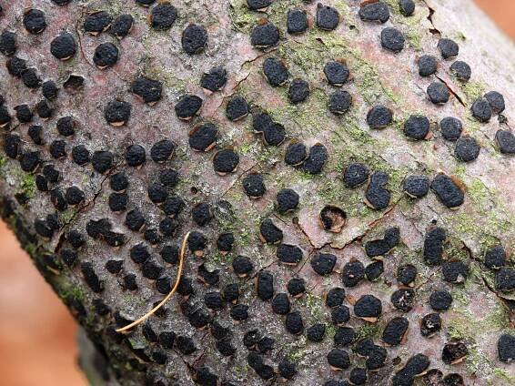 Sordariomycetes - tvrdohouby - myko.cz