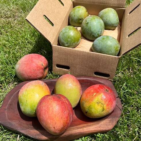 Kent Mango *Pre-Order*