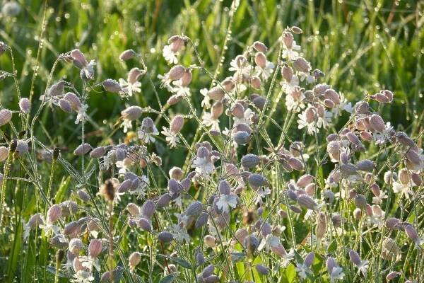 Silenka nadmutá - Lychnis - Rozkvetlé louky