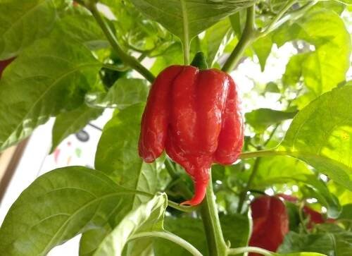 Carolina Reaper Red Přečtěte si více na chillidoupe.cz