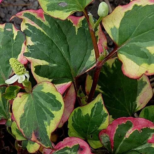 Touleň srdčitá č. 35 - Houttuynia cordata "Chameleon"