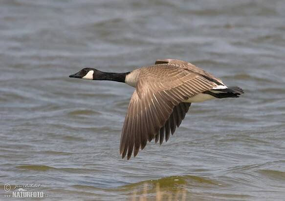 Berneška velká | Naturfoto.cz