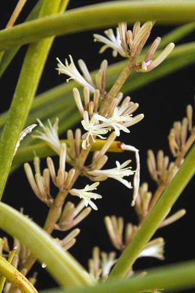 S. bacularis – International Sansevieria Society