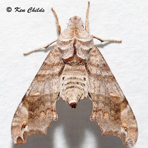 Deidamia inscriptum - SPHINGIDAE OF THE UNITED STATES OF AMERICA