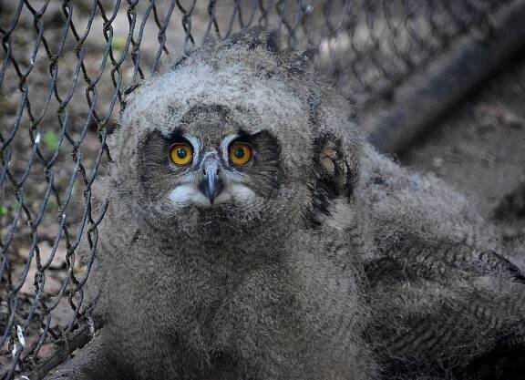 Návrat sov do volné přírody – Zoo Hodonín