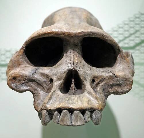 Australopitek afarský