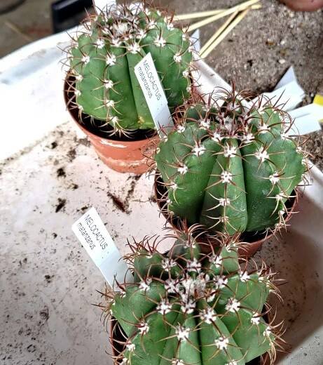 Melocactus matanzanus - Obrázek 2