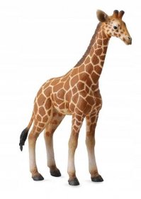 Žirafa síťovaná tele