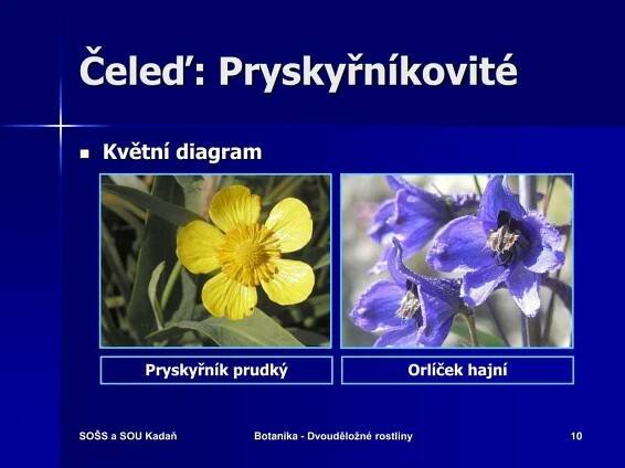 PPT - BOTANIKA ROSTLINY DVOUDĚLOŽNÉ PowerPoint Presentation, free download - ID:4914097