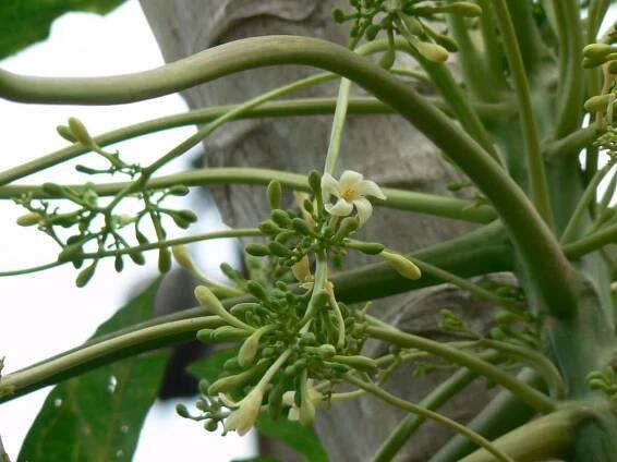 flor de papaya