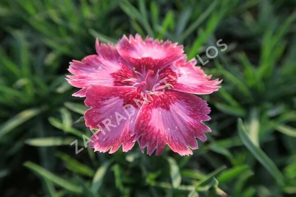Hvozdík péřitý 'Angel of Desire' - Dianthus plumarius 'Angel of Desire'