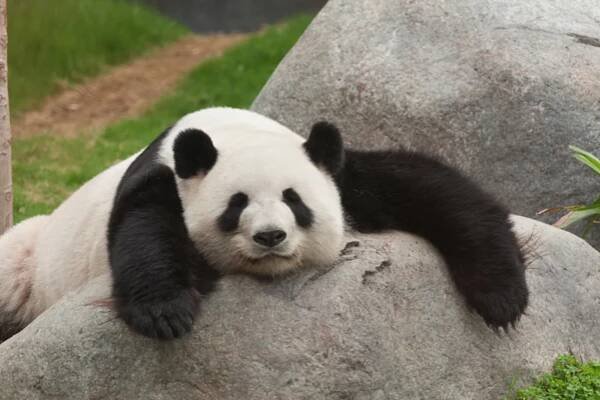 Panda velká je symbolem Světového fondu na ochranu přírody (WWF). FOTO: Thinkstock
