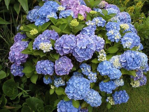 紫陽花 – Wikislovník