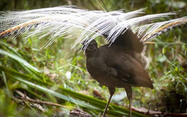 A male lyrebird fans its tail feathers and sings from its display mound in Sherbrooke Forest, near Melbourne, Australia.