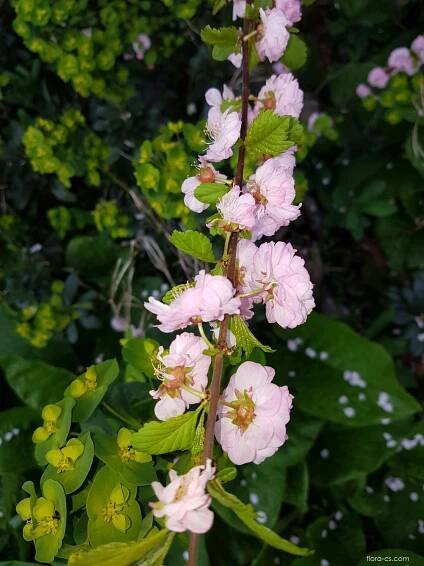 Mandloň trojlaločná (Prunus triloba)