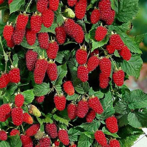 Největší a nejsladší odrůdy malin - seznam s fotografiemi a popisy každé odrůdy