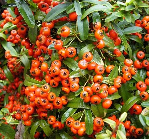 Pyracantha coccinea M.Roem. - Portale della Flora d'Italia / Portal to the Flora of Italy