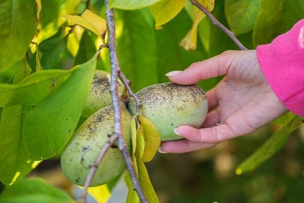 Muďoul trojlaločný (Asimina triloba)
