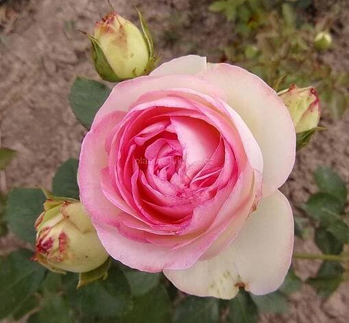 ́Eden Rose ́