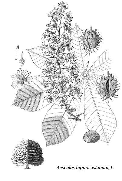 Vera Almeida Visual Arts - Botany