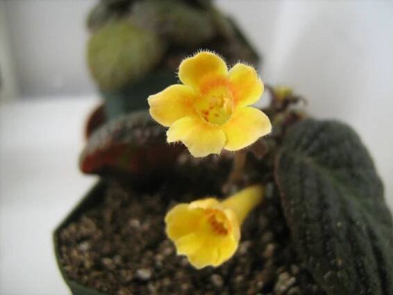 gesneriaceae, podpětovité, saintpaulia, STREPTOCARPUS | jednotlivé rody