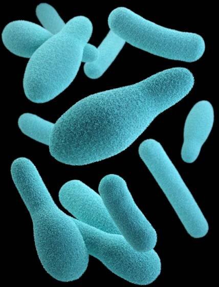 Clostridien – Wikipedia