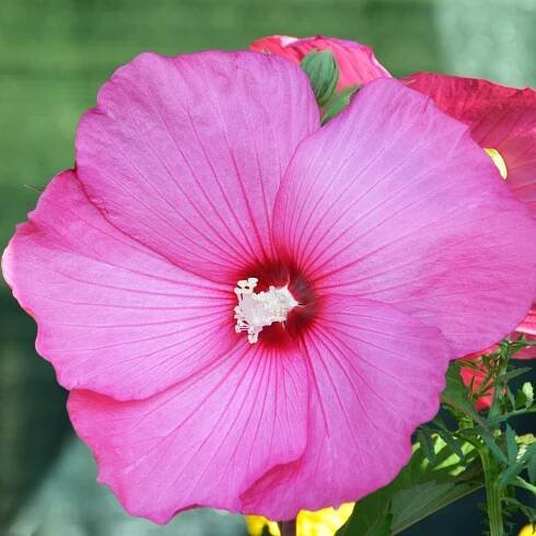 Ibišek bahenní Nippon Rose F1 – Hibiscus moscheutos – prodej semen ibišku