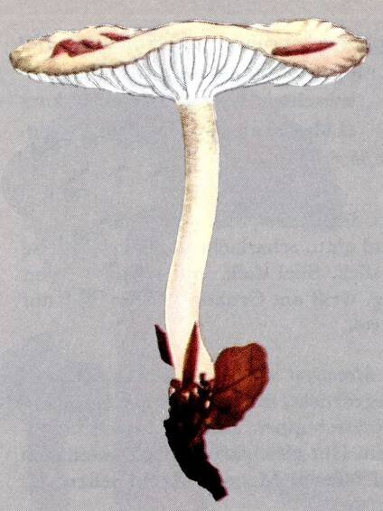 Ekhöfts Pilze – Ekhöft