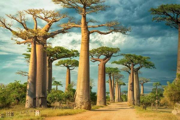 Magic In Madagascar 2025 - Mudita Adventures