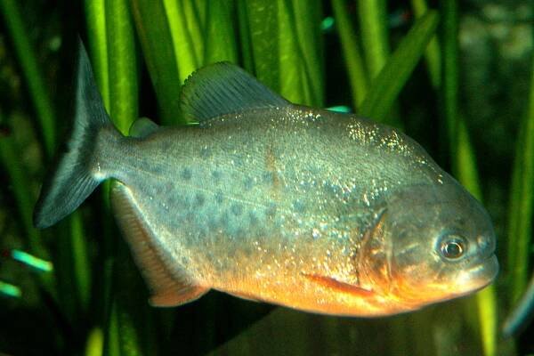 Piraňa červená | Zoo Olomouc - Svatý Kopeček